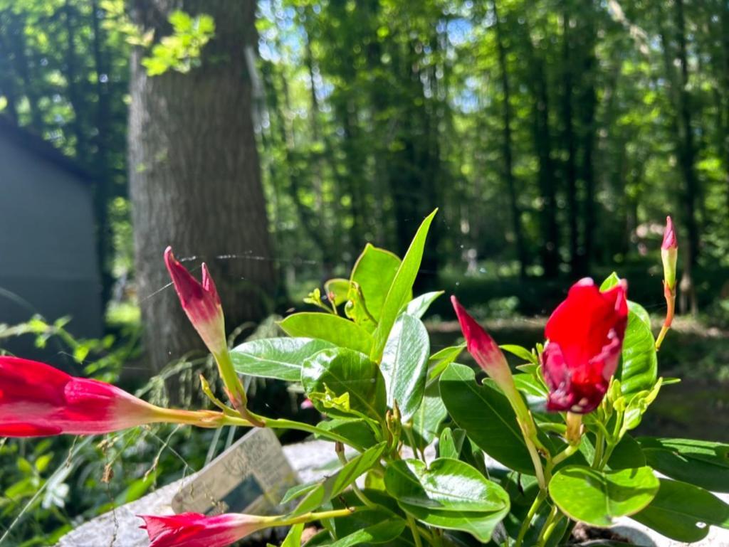 Gites Du Bois Des Perruches Saint-Vincent-des-Bois 외부 사진